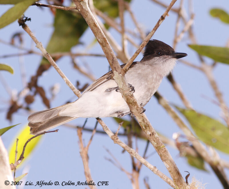 Loggerhead Kingbird