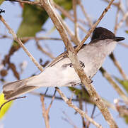 Loggerhead Kingbird