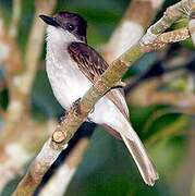 Loggerhead Kingbird