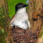 Loggerhead Kingbird