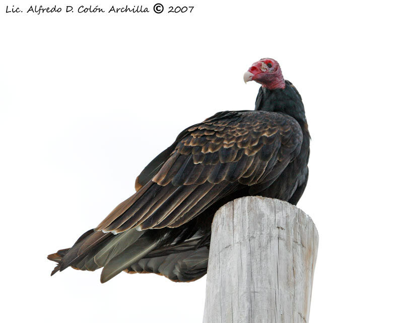 Urubu à tête rouge