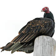 Turkey Vulture