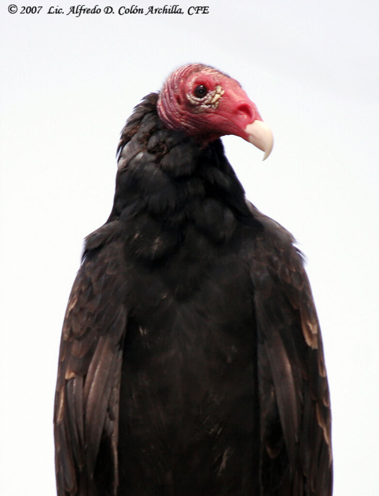 Urubu à tête rouge