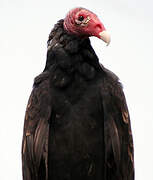 Turkey Vulture