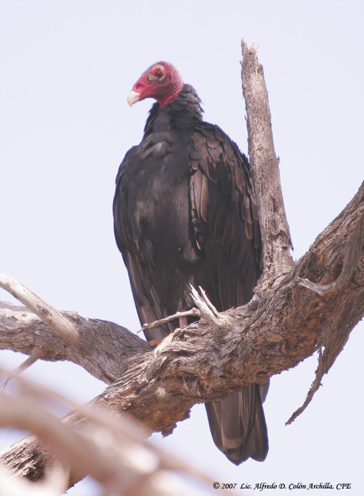 Turkey Vulture