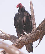 Turkey Vulture