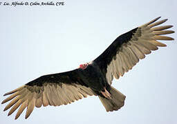 Turkey Vulture