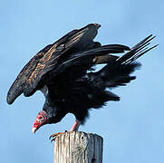 Turkey Vulture