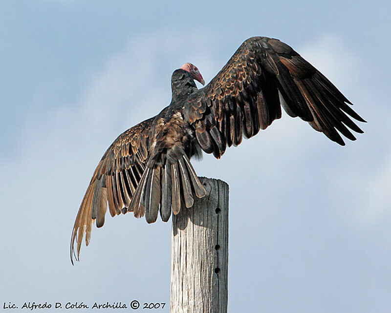 Turkey Vulture