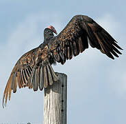 Turkey Vulture