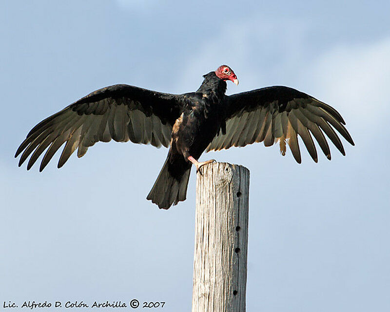 Turkey Vulture