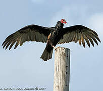 Turkey Vulture