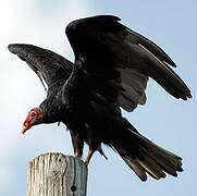 Turkey Vulture