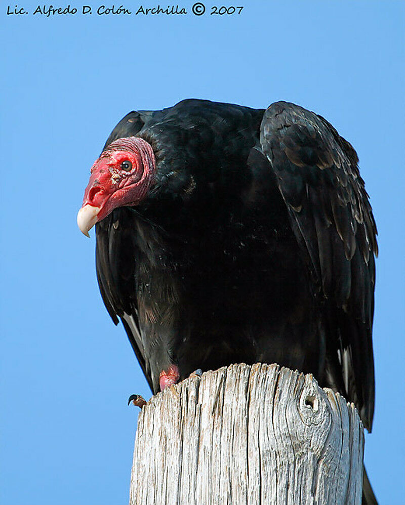 Urubu à tête rouge