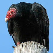 Turkey Vulture