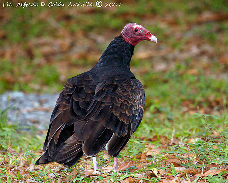 Turkey Vulture