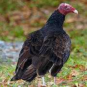 Turkey Vulture