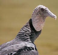 Black Vulture