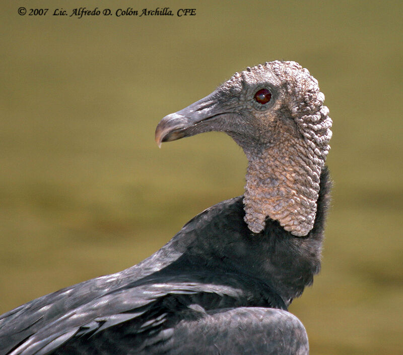 Black Vulture