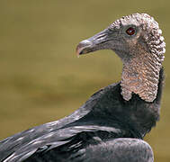 Black Vulture