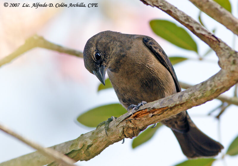 Shiny Cowbird