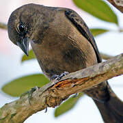 Shiny Cowbird