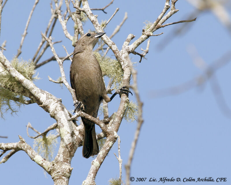 Shiny Cowbird