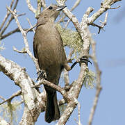 Shiny Cowbird