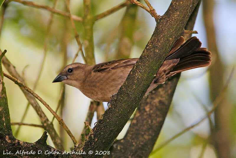 Shiny Cowbird female