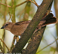 Shiny Cowbird