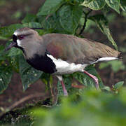 Southern Lapwing