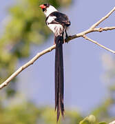 Pin-tailed Whydah