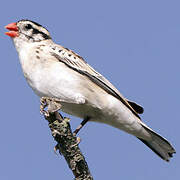 Pin-tailed Whydah