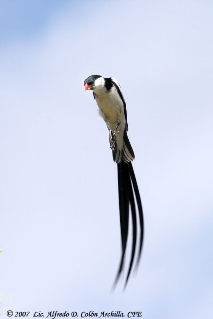 Pin-tailed Whydah male