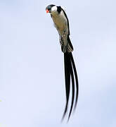 Pin-tailed Whydah