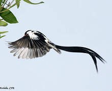 Pin-tailed Whydah