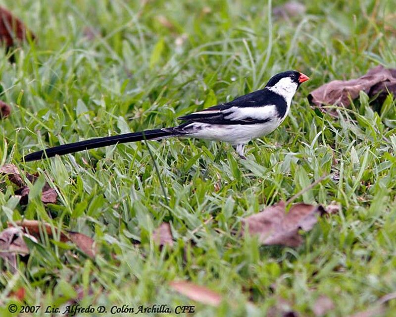 Pin-tailed Whydah male