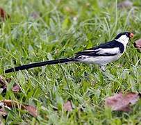 Pin-tailed Whydah