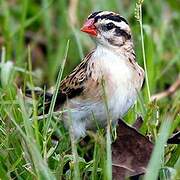 Pin-tailed Whydah