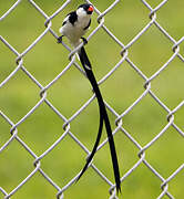 Pin-tailed Whydah