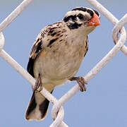 Pin-tailed Whydah