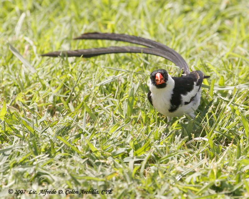 Pin-tailed Whydah