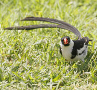 Pin-tailed Whydah