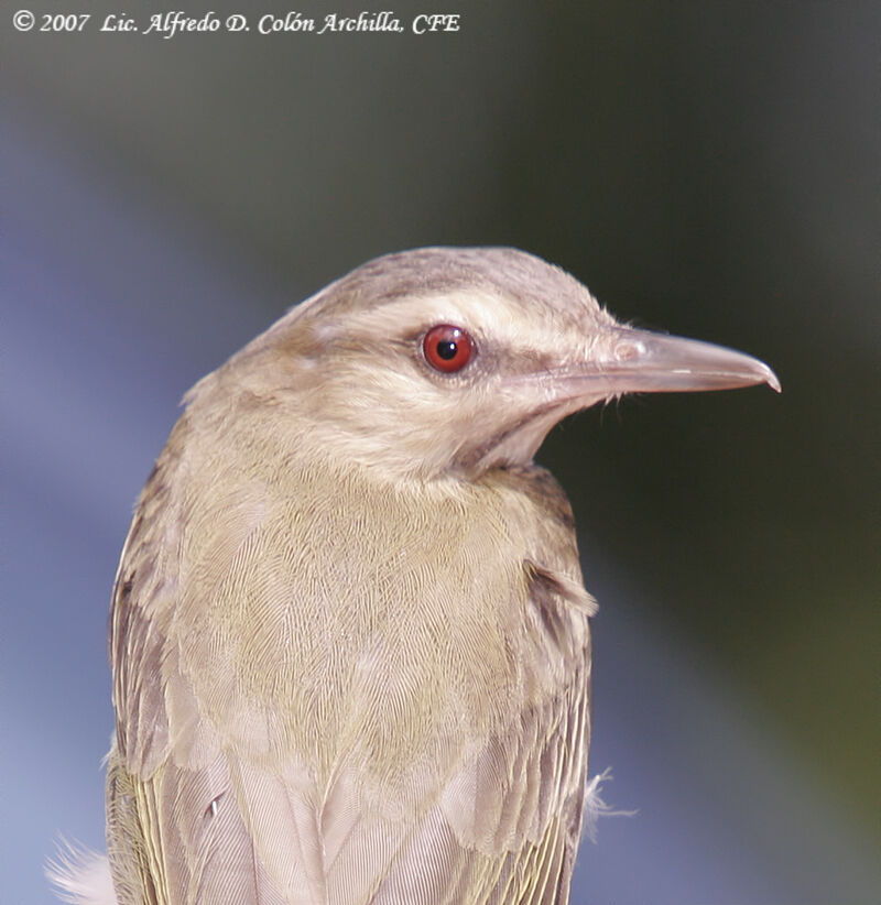 Black-whiskered Vireo