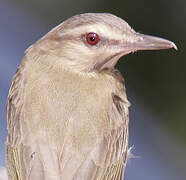 Black-whiskered Vireo