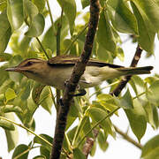 Black-whiskered Vireo