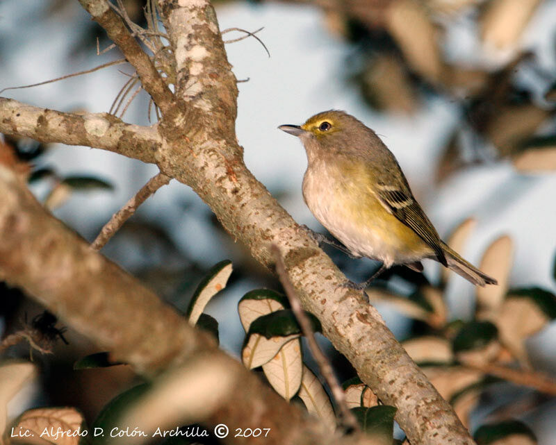 White-eyed Vireo