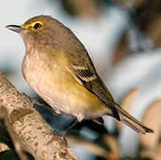 White-eyed Vireo