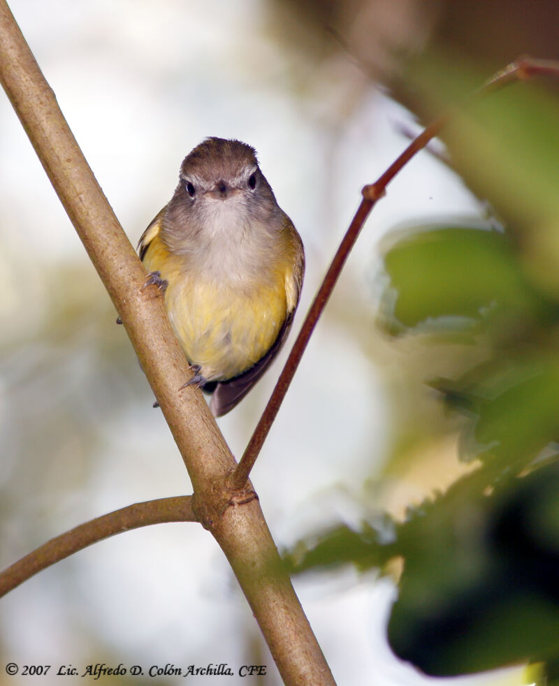 Puerto Rican Vireo