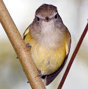 Puerto Rican Vireo